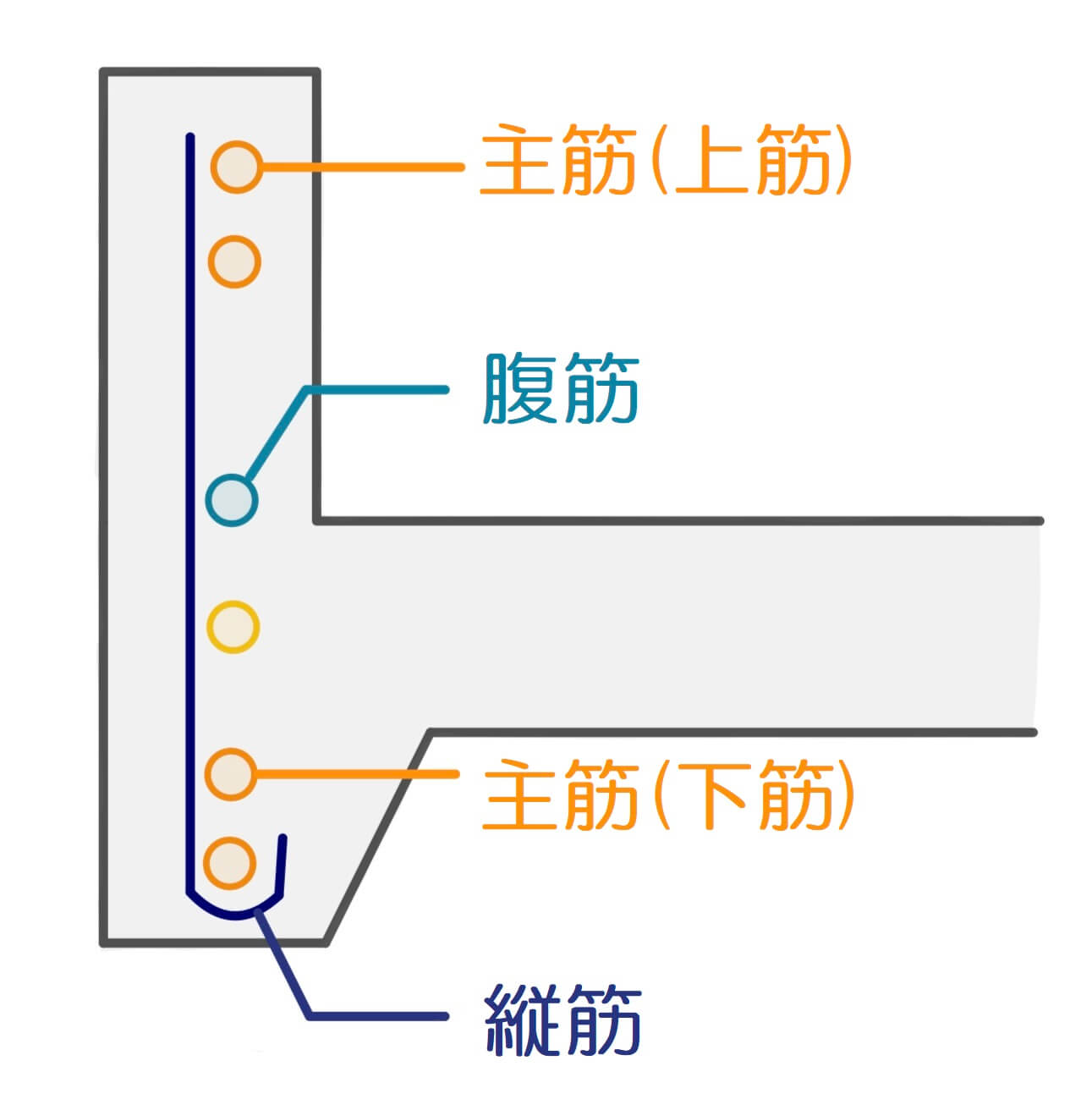 主筋　腹筋　縦筋