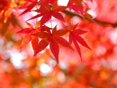 庭木 シンボルツリー は落葉樹 常緑樹 新築の植樹のポイント 東京都の注文住宅ならリガードへ