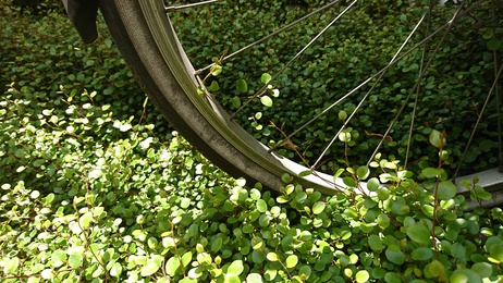 ワイヤープランツ ヒューケラ ハツユキカズラ 地植えでも育てられる植物で庭を彩る 東京都の注文住宅ならリガードへ
