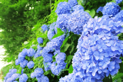 6月に飾りたい 紫陽花の鉢植え の選び方 東京都の注文住宅ならリガードへ